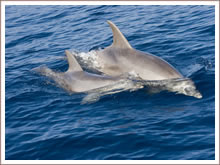 Dolphin watching at sea